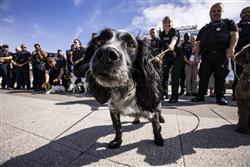 EXCEL LONDON & ICTS REVEAL NEW CANINE DETECTION  PARTNERSHIP TO FURTHER STRENGTHEN VENUE SECURITY